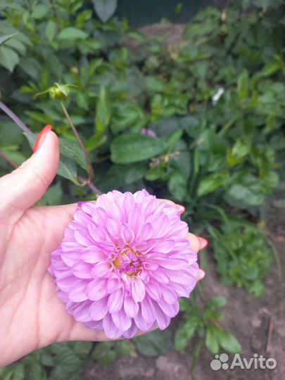 Георгины клубни