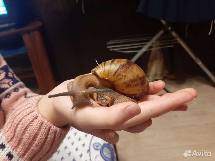 Улитка архахатина овум