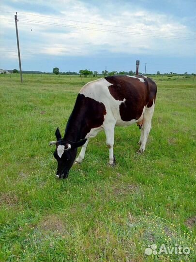 Корова дойная