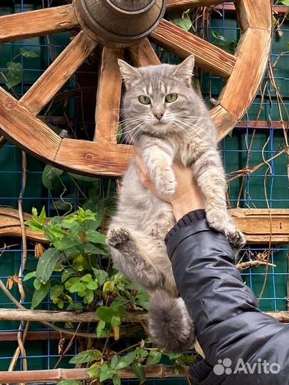 Кошка в заботливые руки