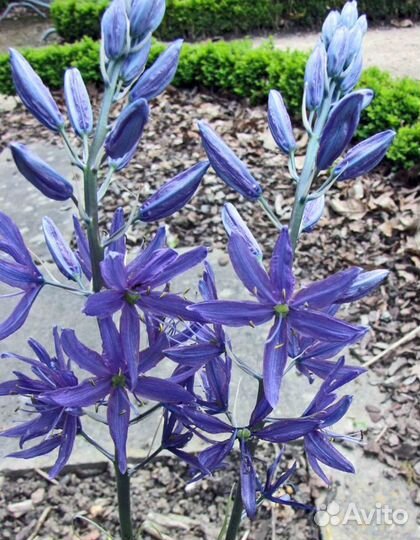 Camassia quamast