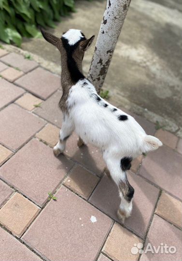 Карликовые камерунские козлята нигерийского типа