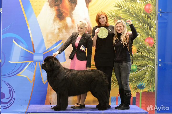 Кинолог-Хендлер