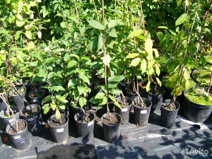 Яблоня.груша