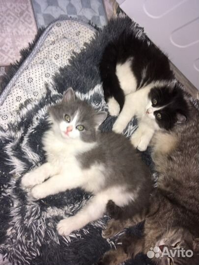 Отдам котят в добрые руки