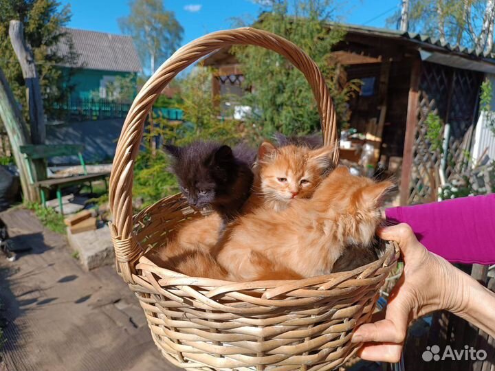 Котята в добрые руки