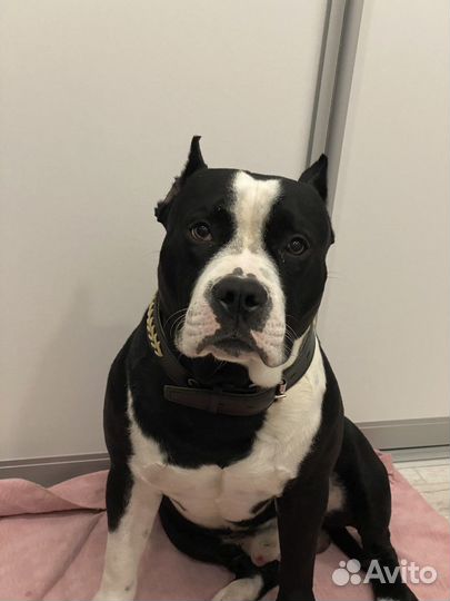 Стаффордширский терьер на вязку жених