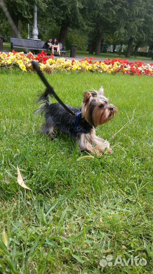 Йорк для вязки