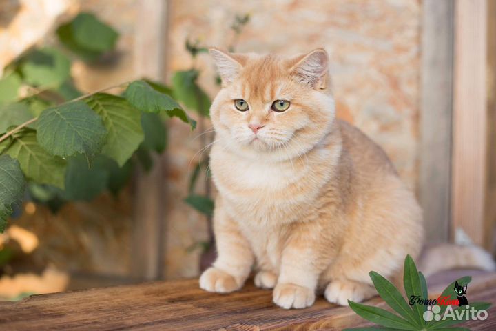 Британский кот