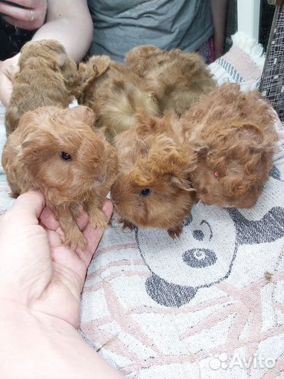 Морские свинки (кудрявые и перу)