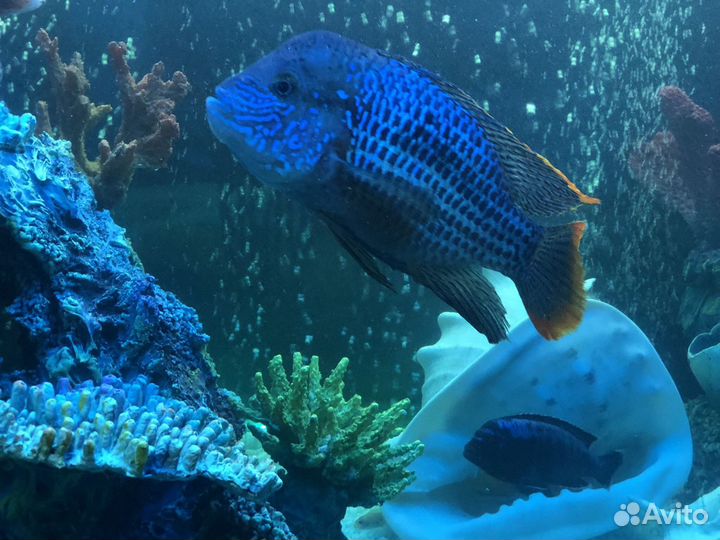 Обслуживание и чистка аквариума