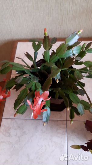 Декабрист шлюмбергера