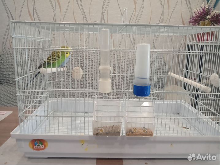 Волнистый попугай с клеткой