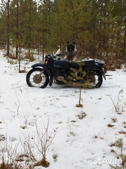 Мотоцикл днепр 2 WD