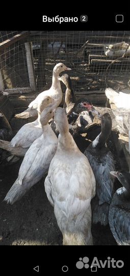 Мускусные утки и петух