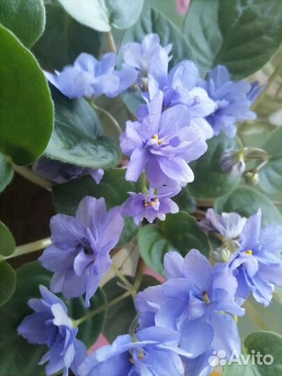 Сортовые фиалки