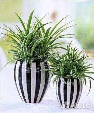 Укорененные детки Хлорофитум хохлатый