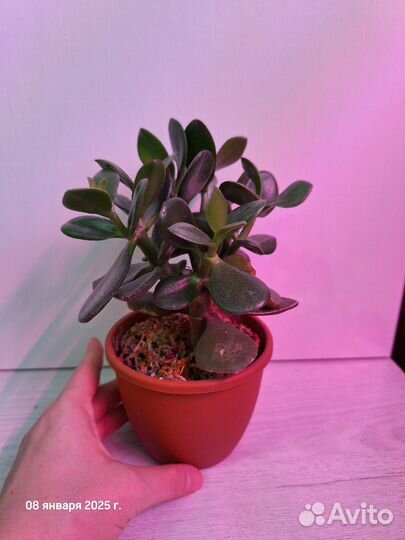 Толстянка денежное дерево