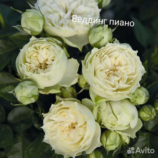 Саженцы розы Ред Пиано