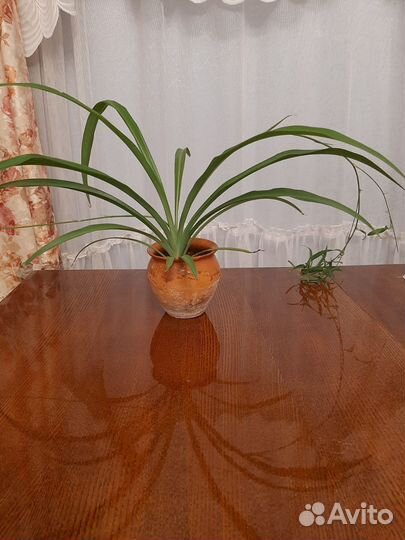 Хлорофитум