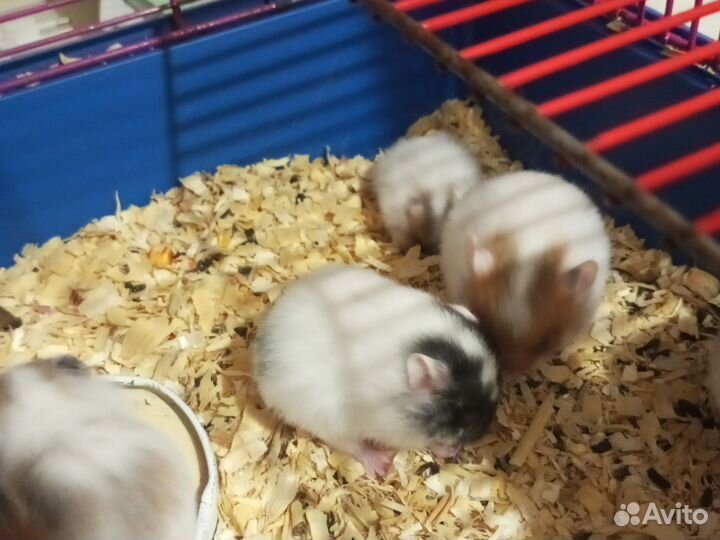 Сирийские хомячки