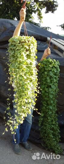 Гигантские ампельные растения в подвесном кашпо