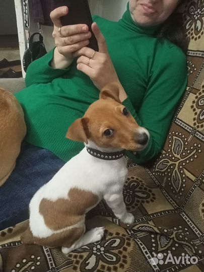 Джек Рассел терьер