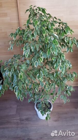 Фикус бенджамина