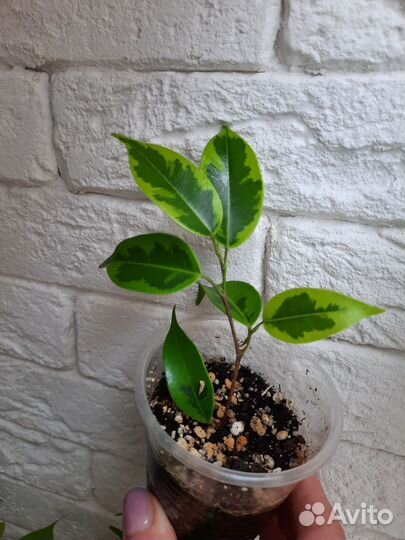 Фикусы бенджамина фикусы сортовые