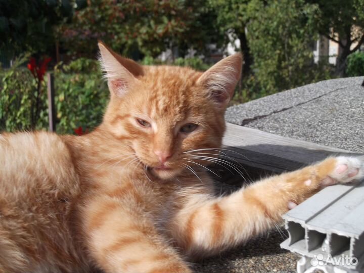 Котята ищут дом