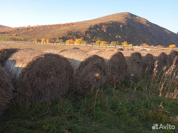 Продам сено в тюках
