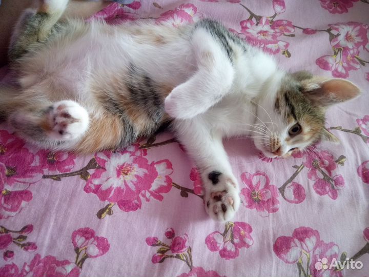 Кошка