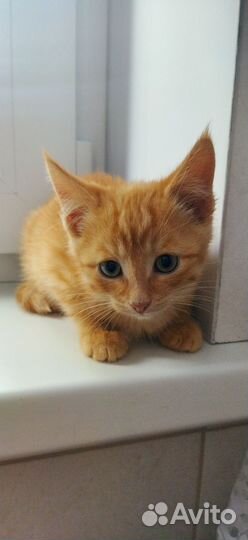 Котенок мальчик в добрые руки