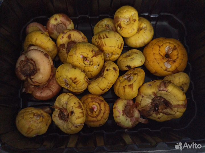 Гладиолусы луковицы