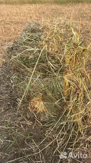 Сено в тюках