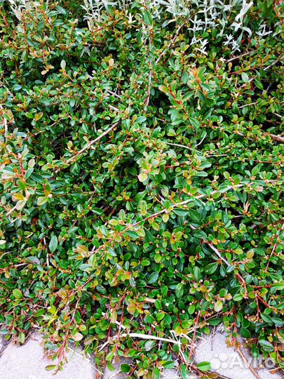 Многолетние цветы для сада