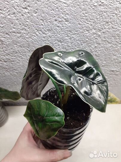 Алоказия Азлани