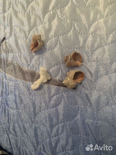 Морские ракушки раковины