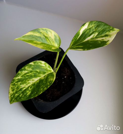 Фикус, Пилея, Гибискус, Сансевиерия, Бересклет