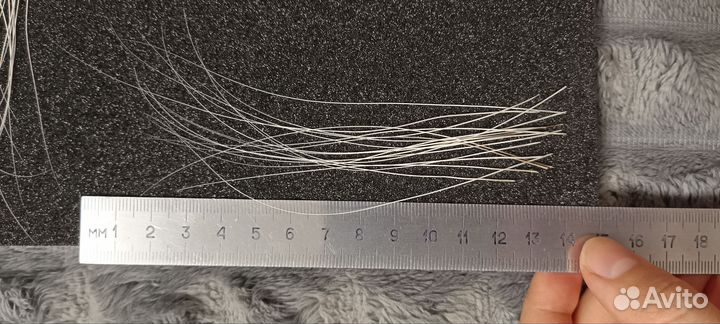 Усы кота Мейн Куна