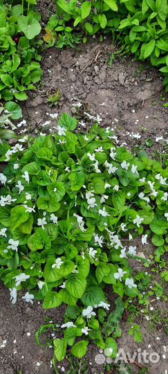 Фиалка белая садовая