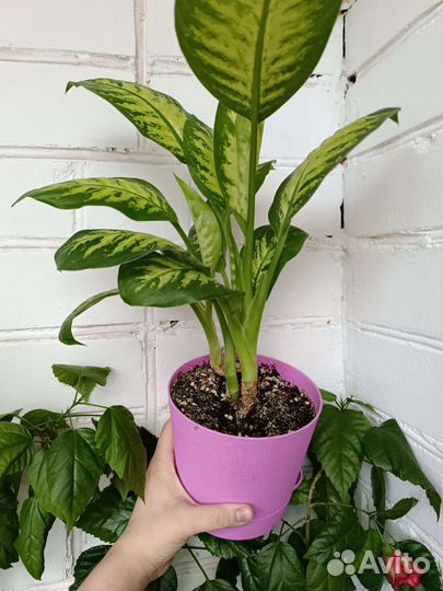 Диффенбахия Se Lemon Trop