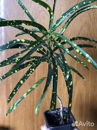 Кодиеум кротон