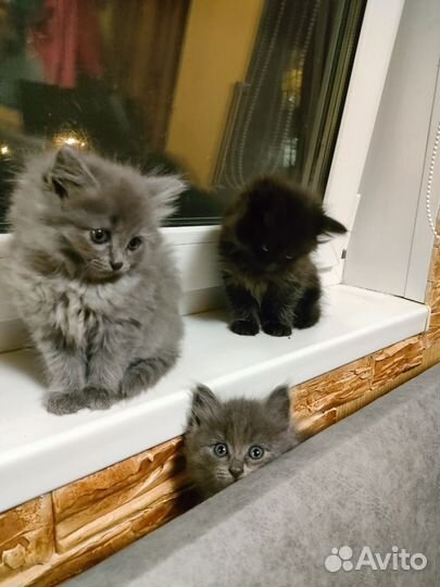 Котята