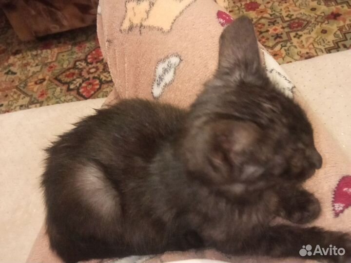 Красивый котик