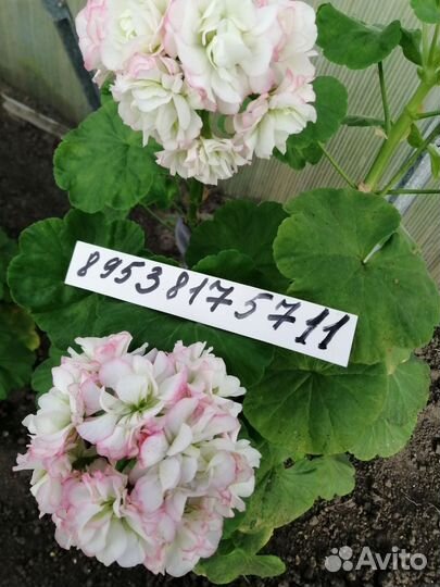 Пеларгония герань сортовые