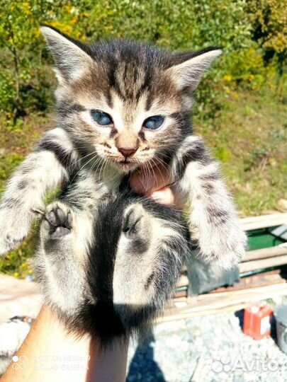 Котята в добрые руки бесплатно