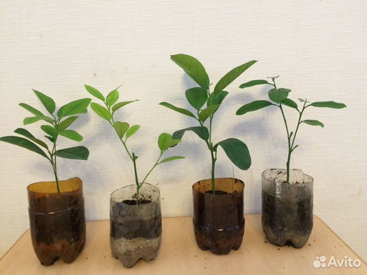 Комнатные лимоны