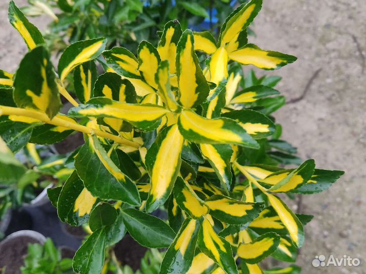 Бересклет пестролистный несколько штук в наличии