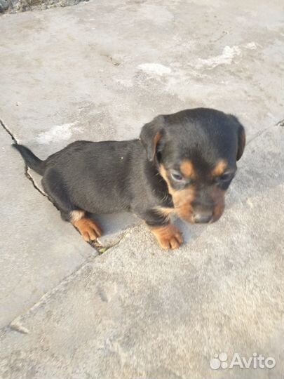 Отдам щенков таксы в хорошие руки